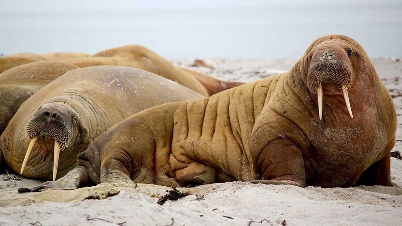 亚洲AV无码国产精品夜色午夜：深夜独享的视觉盛宴与情感共鸣