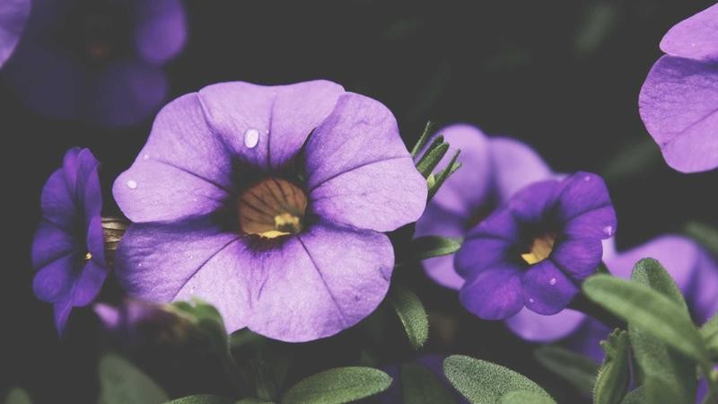 亚州无码男人在线视频：探索真实男性魅力与情感共鸣的深度内容指南